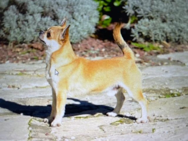 chiot Chihuahua Du chateau de la londe