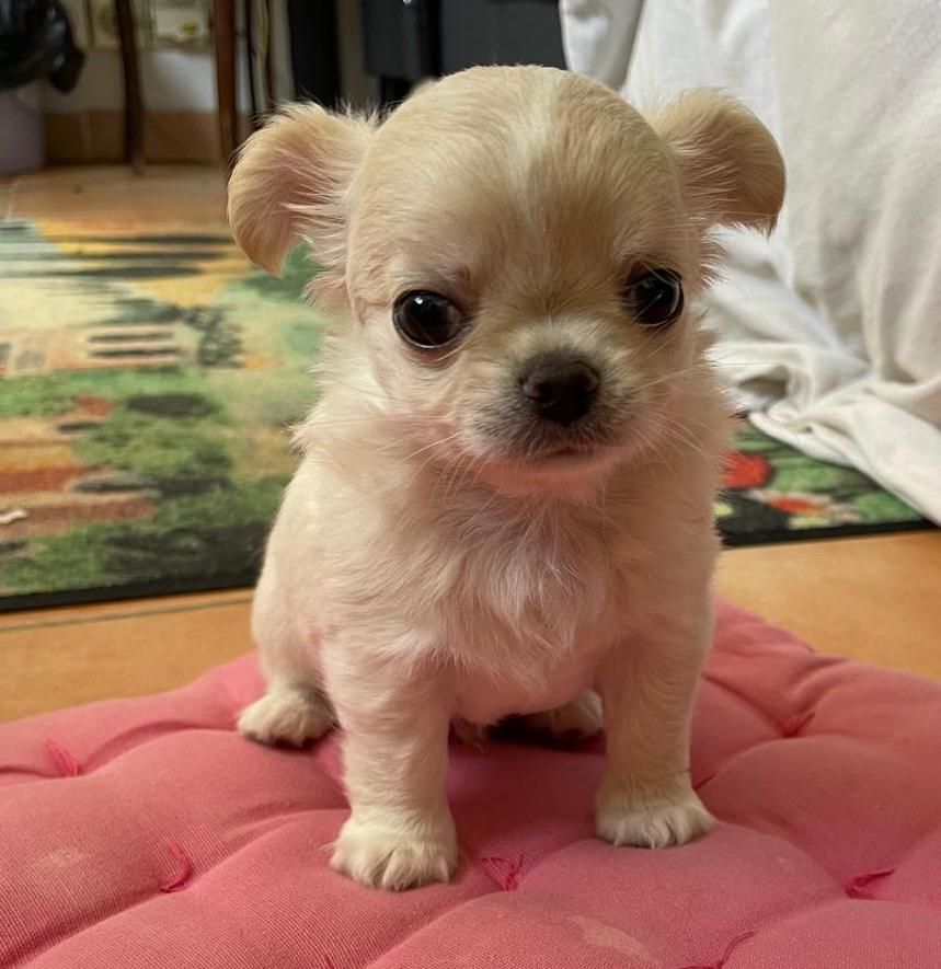 Du chateau de la londe - Chiot disponible  - Chihuahua