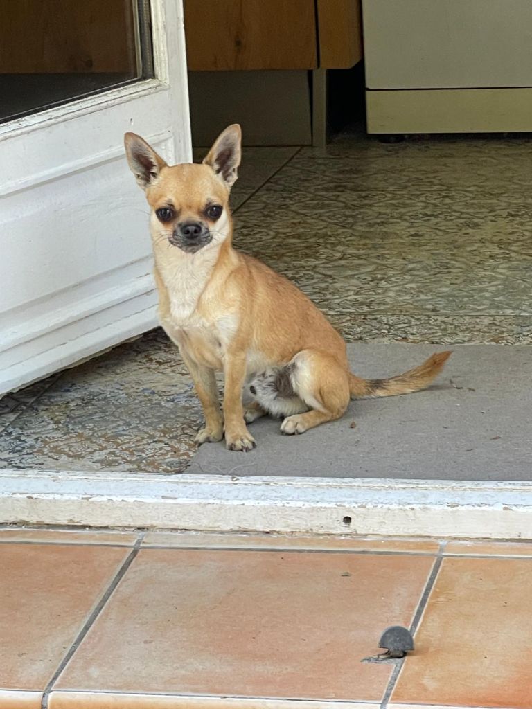Du chateau de la londe - Chiots disponibles - Chihuahua