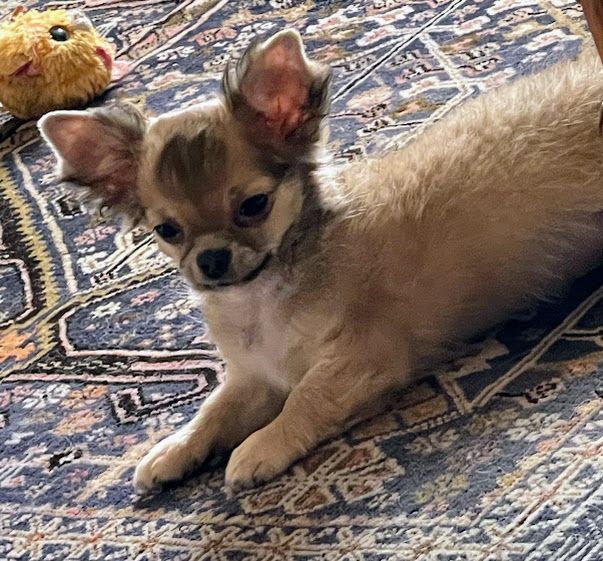 Du chateau de la londe - Chiots disponibles - Chihuahua